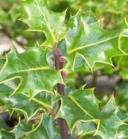 Holly hedging plants